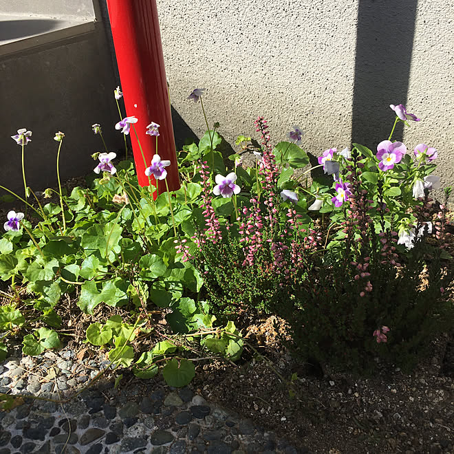 洗い出し 毛虫から守らねば ポストの下の花壇 カルーナガーデンガールズ カルーナ などのインテリア実例 10 13 23 44 16 Roomclip ルームクリップ