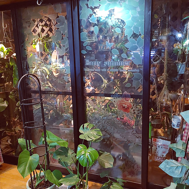 リビング ガーデニング 観葉植物 ベランダガーデニング コウモリラン などのインテリア実例 22 04 09 14 58 Roomclip ルームクリップ