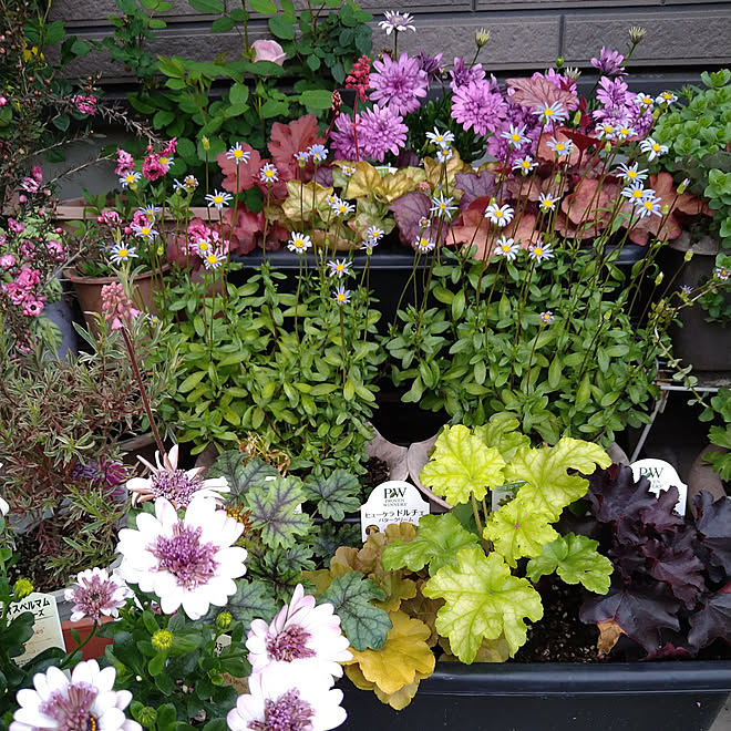 玄関 入り口 ガーデニング ヒュウケラ 葉色が綺麗 可愛い蕾 などのインテリア実例 22 03 27 18 29 Roomclip ルームクリップ