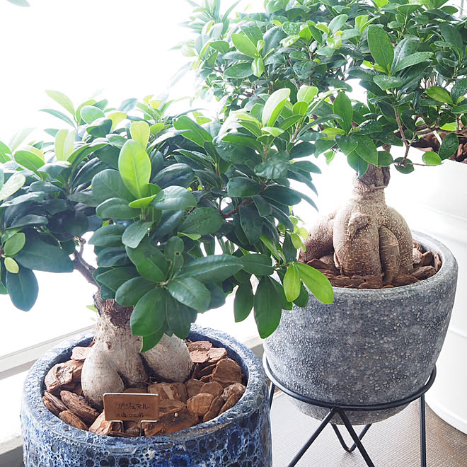 玄関 入り口 ガジュマルの木 ガジュマル 観葉植物のある暮らし 観葉植物 などのインテリア実例 17 09 09 10 29 08 Roomclip ルームクリップ