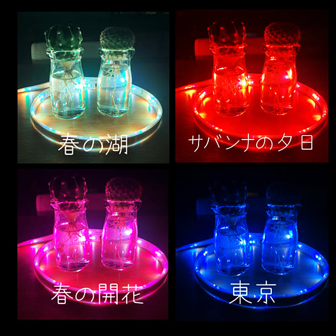 水耕サボテン Hue ライト リボン スマート家電 Philips Hue 間接照明 などのインテリア実例 12 23 23 16 45 Roomclip ルームクリップ 水耕サボテン Hue ライト リボン スマート家電 Philips Hue 間接照明 などのインテリア実例 12 23 23 16 45 Roomclip ルームクリップ