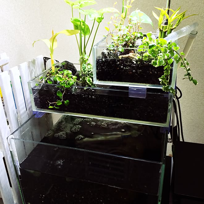 リビング アクアテラリウム アクアリウム 観葉植物 植物のインテリア実例 15 01 31 00 38 05 Roomclip ルームクリップ