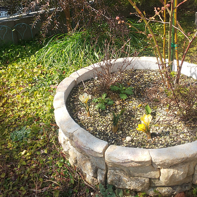 庭 手作り花壇 ディコンドラ ダイカンドラ ブルーベリー などのインテリア実例 03 07 11 30 30 Roomclip ルームクリップ