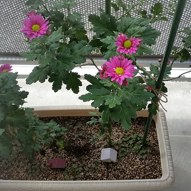 花 メンズ部屋 プランター 寒菊のインテリア実例 16 12 08 01 14 21 Roomclip ルームクリップ