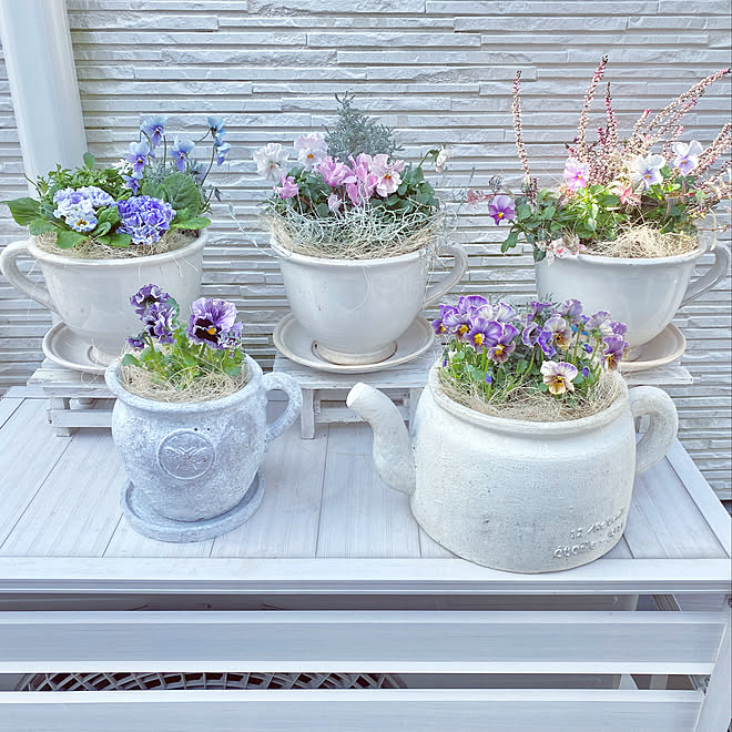 育種家パンジー ビオラ寄せ植え 育種家 ビオラ パンジーとビオラ パンジードラキュラ などのインテリア実例 21 12 18 17 16 35 Roomclip ルームクリップ