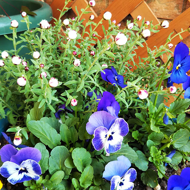 玄関 入り口 ビオラ 花かんざし 玄関前 寄せ植え などのインテリア実例 21 12 26 10 17 11 Roomclip ルームクリップ