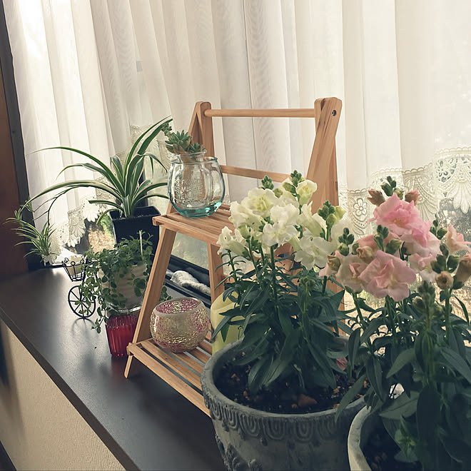19 1 10 ガラスボウル 観葉植物 No Green No Life 花のある暮らし などのインテリア実例 19 01 10 19 01 56 Roomclip ルームクリップ 19 1 10 ガラスボウル 観葉植物 No Green No Life 花のある暮らし などのインテリア実例 19 01 10 19 01 56 Roomclip ルームクリップ