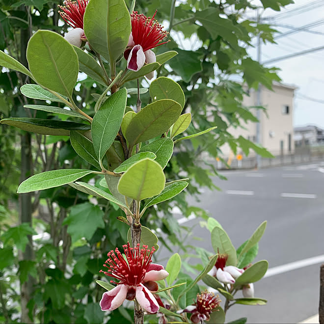 フェイジョアの花 フェイジョアの木 ガーデニング 花のある暮らし 庭のお花 などのインテリア実例 06 05 10 00 44 Roomclip ルームクリップ