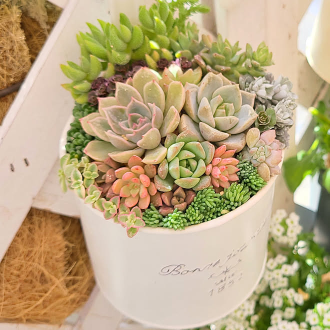エケベリア ガーデン雑貨 ガーデニング 寄せ植えしました 寄せ植えハンギング などのインテリア実例 21 05 01 15 09 38 Roomclip ルームクリップ