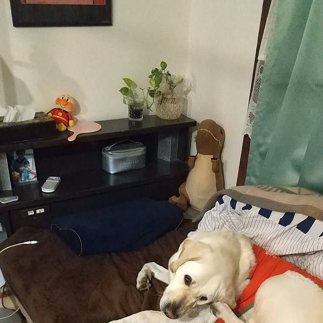 ベッド周り 寝室 一人暮らし 大型犬と暮らす 日本家屋 などのインテリア実例 12 22 06 06 22 Roomclip ルームクリップ