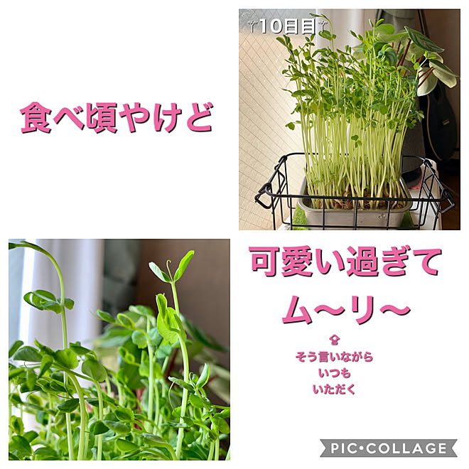 育てたい病 グリーンのある暮らし 再生栽培 豆苗栽培 豆苗 などのインテリア実例 03 07 11 43 46 Roomclip ルームクリップ
