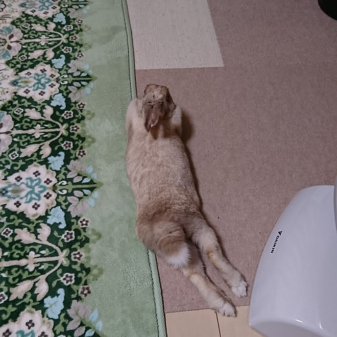 ベッド周り うさぎと暮らす うさぎが好きで好きでたまらない うさぎ タイルカーペット などのインテリア実例 03 07 23 08 33 Roomclip ルームクリップ