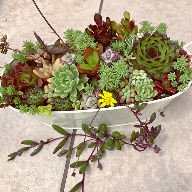 ルビーネックレス ルビーネックレスの花 多肉初心者 多肉植物寄せ植え 多肉寄せ植え などのインテリア実例 22 05 17 14 08 55 Roomclip ルームクリップ