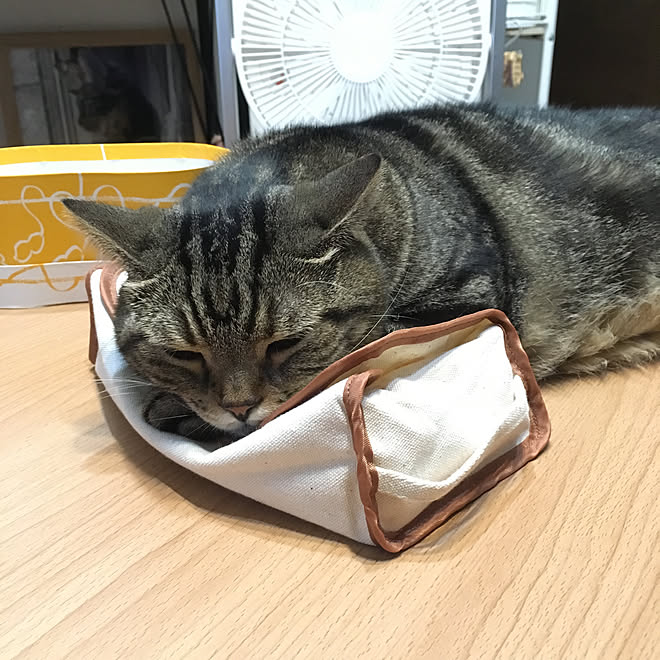 ティッシュケース 猫と暮らす工夫 ねこ 猫 ねこ部 などのインテリア実例 18 08 25 23 31 51 Roomclip ルームクリップ ティッシュケース 猫と暮らす工夫 ねこ 猫 ねこ部 などのインテリア実例 18 08 25 23 31 51 Roomclip ルームクリップ