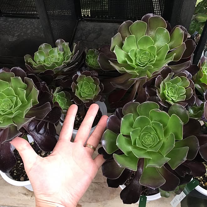 玄関 入り口 オニヅカバイオシステム 福岡 黒法師 多肉植物 などのインテリア実例 16 05 28 18 26 40 Roomclip ルームクリップ