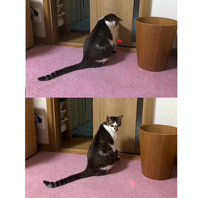 猫たちが一番大好きな玩具とほとんど遊ばない玩具を組み合わせてみました 最強の組み合わせ Vol 126 Youtube