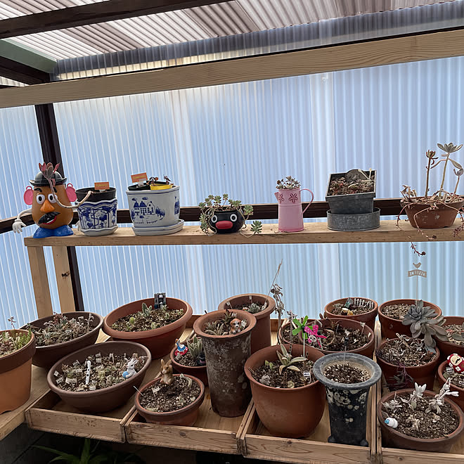 ガーデニング 多肉植物 庭 Diyのインテリア実例 22 03 27 09 28 36 Roomclip ルームクリップ