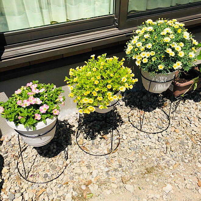 マーガレット カリブラコア レモンスライス サフィニアアートももいろハート プランタースタンド ダイソー などのインテリア実例 19 05 08 12 58 26 Roomclip ルームクリップ