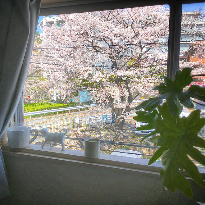 桜の季節 桜の見える家 窓から見える景色 窓からの眺め 一人暮らし などのインテリア実例 04 02 11 12 35 Roomclip ルームクリップ 桜の季節 桜の見える家 窓から見える景色 窓からの眺め 一人暮らし などのインテリア実例 04 02 11 12 35 Roomclip ルームクリップ