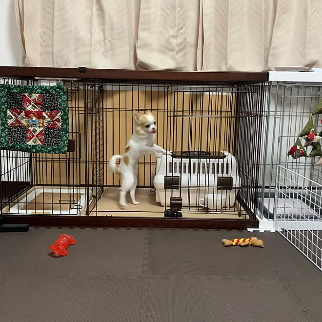 ドッグルームサークル ペティオ クリスマス つむちゃん 犬 などのインテリア実例 21 12 25 00 26 10 Roomclip ルームクリップ