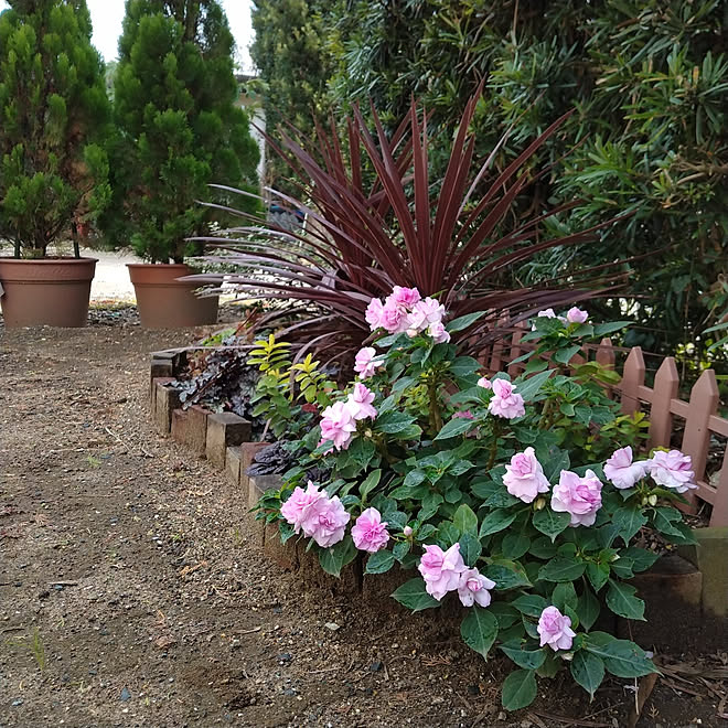 玄関 入り口 カリフォルニアローズ 日陰の花壇 コルジリネ レッドスター Oyoさんありがとう などのインテリア実例 21 11 19 22 14 27 Roomclip ルームクリップ