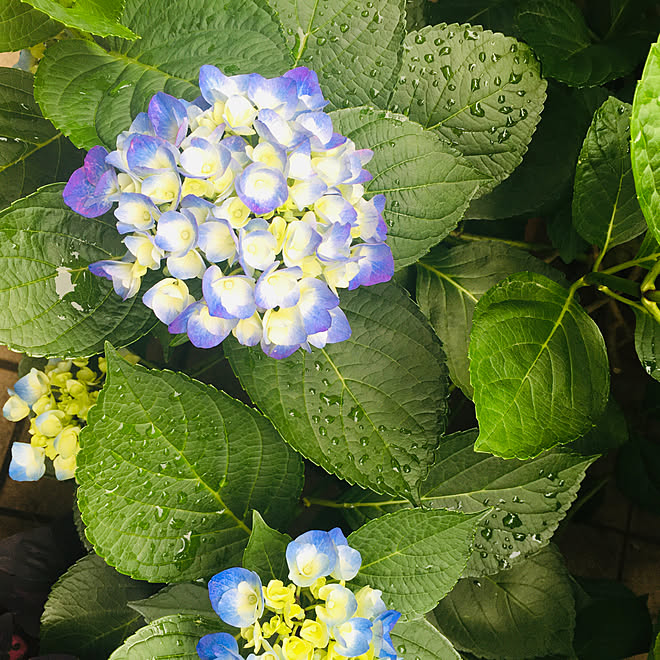 鉢植え 花言葉 移り気 不思議な花 花だと思っているのが花で無い 宝石のよう などのインテリア実例 21 05 18 07 53 07 Roomclip ルームクリップ