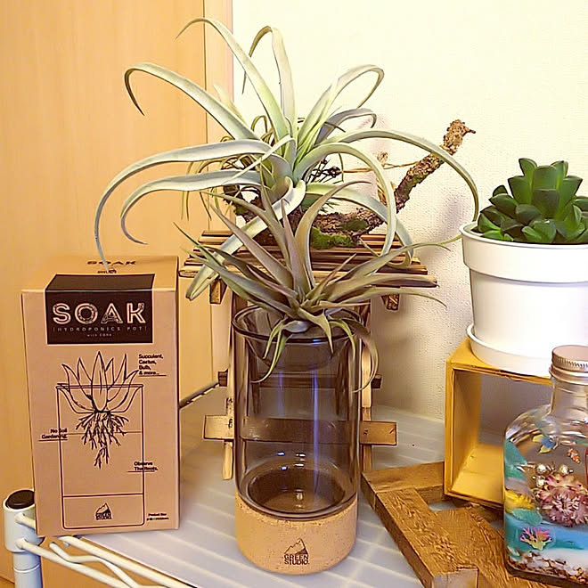 ベッド周り Soak 水栽培容器 エアプランツ グリーンのある暮らし などのインテリア実例 21 11 13 13 30 58 Roomclip ルームクリップ