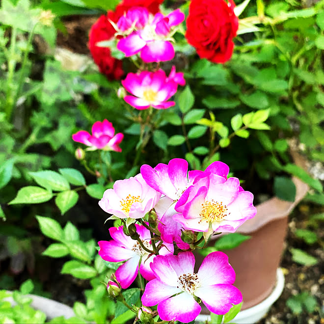 鉢植えgarden 花ぐるま ミニ薔薇咲きました 花のある暮らし グリーンのある暮らし などのインテリア実例 21 05 07 14 18 00 Roomclip ルームクリップ