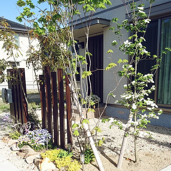 玄関 入り口 ハナミズキ ガーデニング初心者 花盛り お庭改造計画 などのインテリア実例 17 05 02 14 22 50 Roomclip ルームクリップ