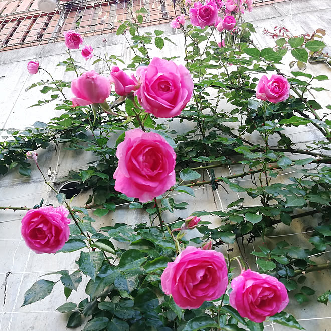 玄関 入り口 バラ マイガーデン ガーデニング初心者 つるバラ などのインテリア実例 21 05 14 08 46 Roomclip ルームクリップ