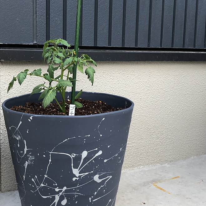 素人 視力 間接的 コーナン 植木鉢 Mishkazakharin Com