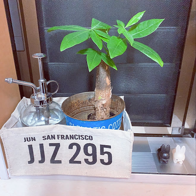ダイソー 100均 観葉植物 多肉植物 ガーデニング などのインテリア実例 21 05 11 32 28 Roomclip ルームクリップ ダイソー 100均 観葉植物 多肉植物 ガーデニング などのインテリア実例 21 05 11 32 28 Roomclip ルームクリップ