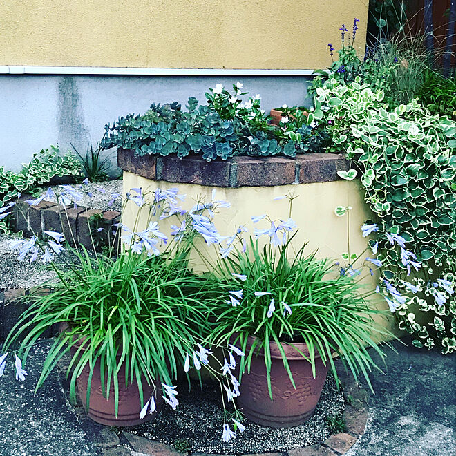 裏庭から玄関に 鉢植え 夏の花 アガパンサス 玄関 入り口のインテリア実例 19 07 15 21 56 26 Roomclip ルームクリップ