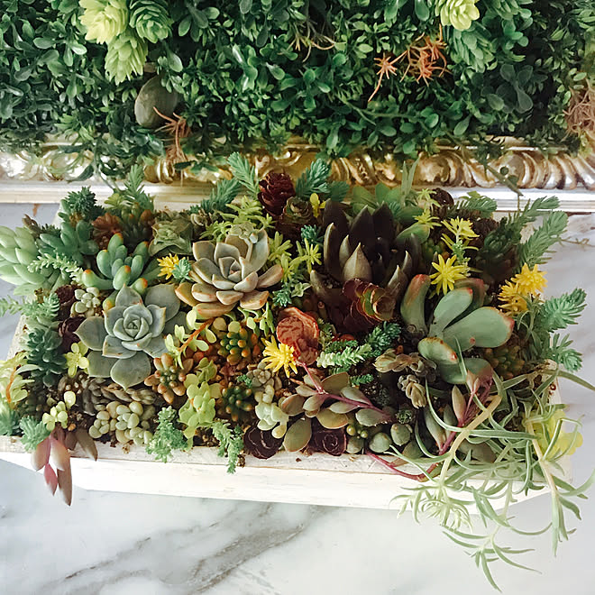 寄せ植え大好き 多肉鉢 庭 お花大好き Diy などのインテリア実例 19 05 15 23 37 30 Roomclip ルームクリップ