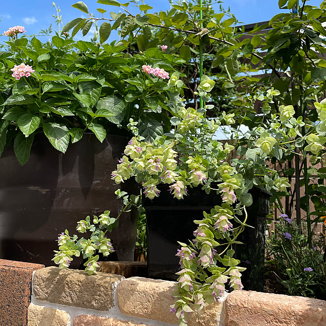 ランタナ オレガノケントビュティー グリーン 花壇 記録用 などのインテリア実例 22 08 16 13 47 52 Roomclip ルームクリップ