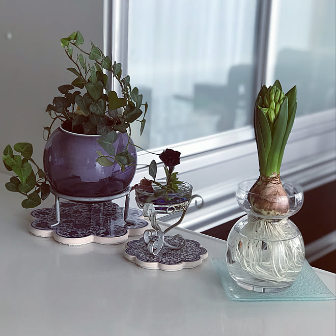 ヒヤシンス水栽培 ヒヤシンス 青山フラワーマーケット 花のある暮らし 植物のある暮らし などのインテリア実例 21 01 16 11 19 31 Roomclip ルームクリップ