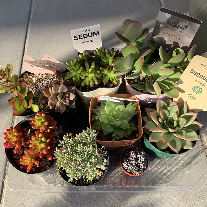 エケベリア セダム 多肉植物初心者 玄関 入り口のインテリア実例 21 11 29 14 44 48 Roomclip ルームクリップ