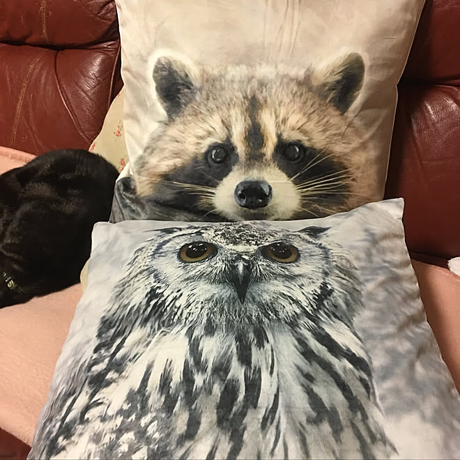 動物 クッションカバー ニトリ ソファ リビングのインテリア実例 17 11 14 03 18 37 Roomclip ルームクリップ