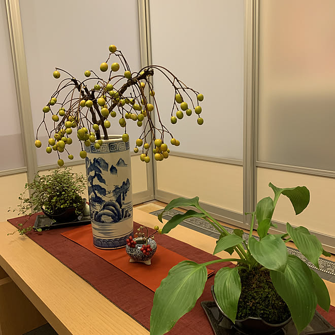 ワイヤープランツ苔玉 ギボウシの苔玉 ハナミズキの実 せんだんの実 いいね押し逃げごめんなさい などのインテリア実例 11 10 19 22 09 Roomclip ルームクリップ
