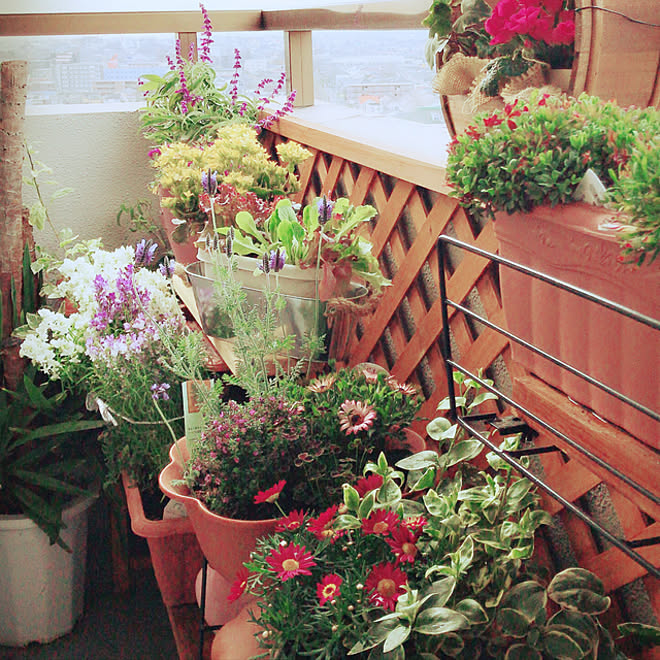 庭 ガーデニング 観葉植物 多肉植物 部屋全体のインテリア実例 22 02 19 00 13 17 Roomclip ルームクリップ