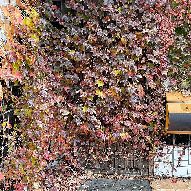 植物のある暮らし ナツヅタ 紅葉 落葉のインテリア実例 12 11 09 01 26 Roomclip ルームクリップ