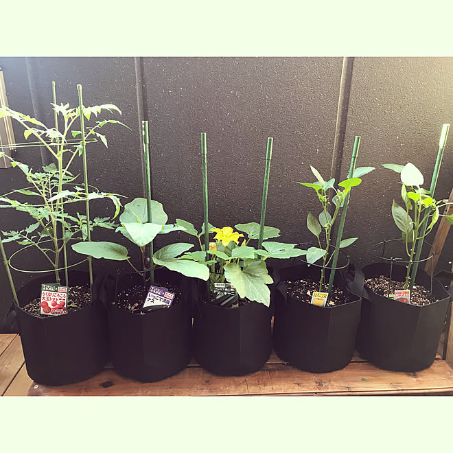 野菜作り フェルトプランター プランター ガーデン ベランダ ベランダ菜園 などのインテリア実例 05 29 06 28 40 Roomclip ルームクリップ