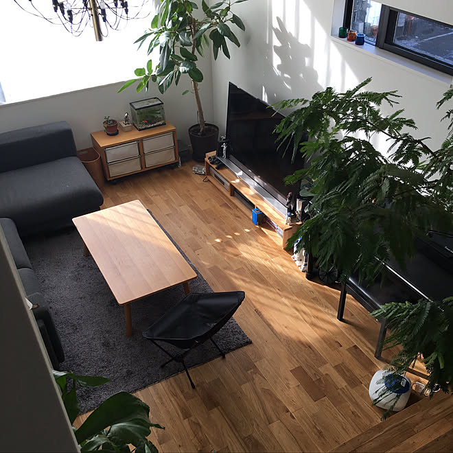 壁/天井/朝の日差し/金魚は次男のペット❤️/フィカスウィルデマニアーナ/NO GREEN NO LIFE...などのインテリア実例 - 2018-01-28 11:38:46