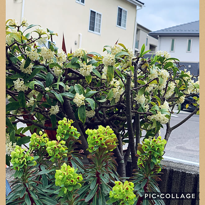 垣根の のぞき穴 ユーフォルビア マーチニー 白の沈丁花 植物のある暮らし No Green No Life などのインテリア実例 21 03 29 21 05 01 Roomclip ルームクリップ