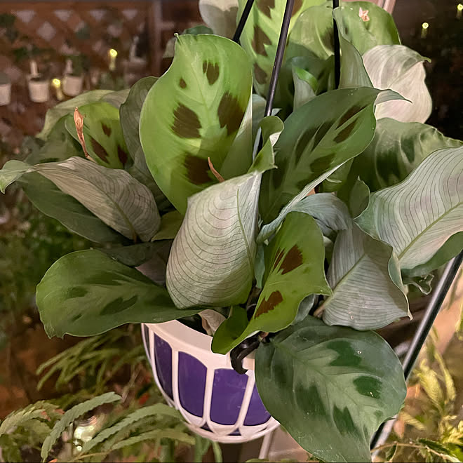 観葉植物 趣味 部屋全体のインテリア実例 21 05 10 19 38 10 Roomclip ルームクリップ