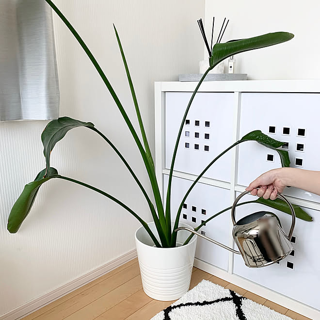 植え替えます ストレチア オーガスタ 見てくれてありがとうございます のインテリア実例 06 29 10 05 12 Roomclip ルームクリップ