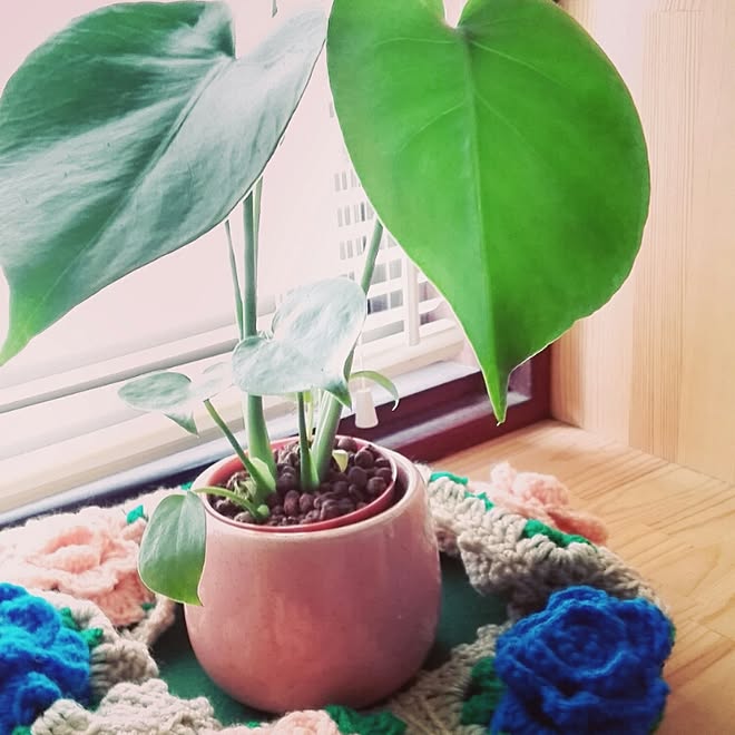 玄関 入り口 モンステラ ハイドロカルチャーのインテリア実例 16 06 16 10 30 43 Roomclip ルームクリップ