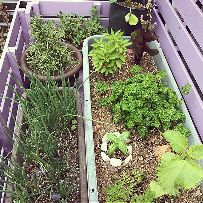 家庭菜園 Diy ベランダガーデニング 玄関 入り口 室外機カバー などのインテリア実例 21 08 15 08 28 Roomclip ルームクリップ