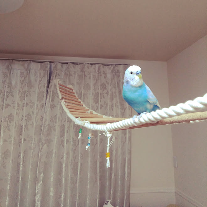 部屋全体 小鳥さん インコと暮らす家 鳥部 ナチュラルインテリア などのインテリア実例 19 01 04 18 31 Roomclip ルームクリップ