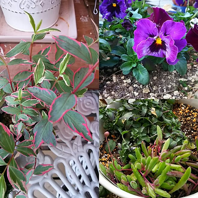 玄関/入り口/small garden/garden/カラーリーフ/植物のある部屋...などのインテリア実例 - 2016-03-15 07:51:27